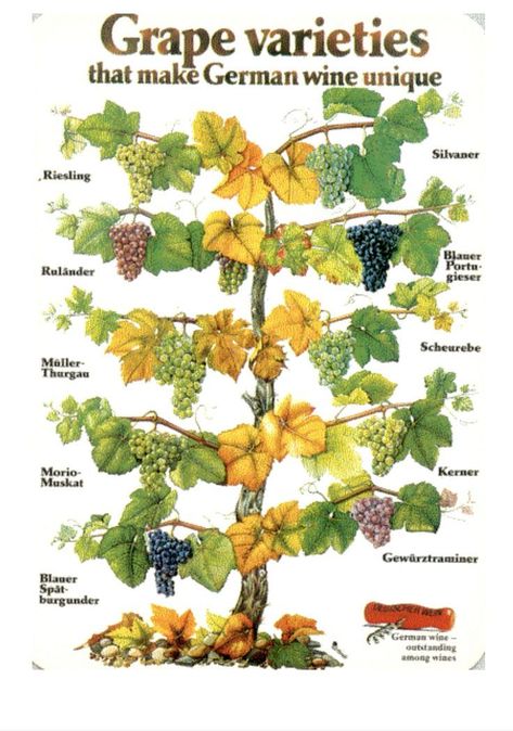 Backyard Vineyard, Growing Wine Grapes, Grape Types, Grape Vine Trellis, Grape Vine Plant, Wine Vine, Fruit Tree Garden, Grape Vineyard, Grape Plant