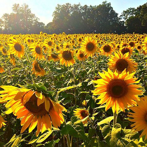 Chesapeake Beach, Outdoor Fun For Kids, Sunflower Pictures, Things To Do With Kids, Senior Trip, Sunflower Fields, Nature Center, Adventure Park, End Of Summer