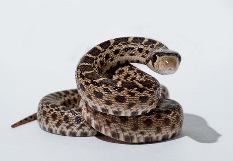 gopher snake coiled up cc Coiled Snake Drawing Reference, Snake Coiled Drawing, Snake Coiled Up, Snake Pose Reference, Coiled Snake Drawing, Snakes Reference, Snake Poses, Snake Picture, Snake Reference