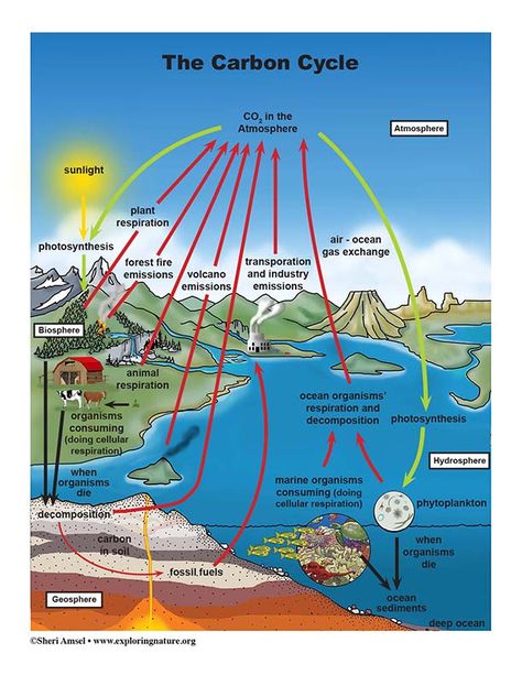 Carbon Cycle - Reading and Diagrams Ecological Pyramid, The Carbon Cycle, Geography Vocabulary, Earth Cycles, Nutrient Cycle, Photosynthesis And Cellular Respiration, Performance Tasks, Carbon Cycle, Classroom Charts