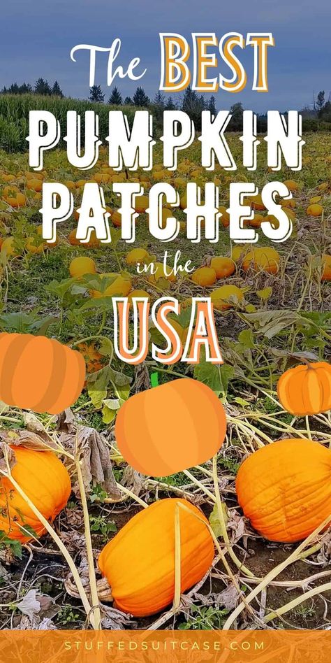 Plan a fall travel adventure to one of these great pumpkin patches around the US. Did your favorite pumpkin farm make the list? There's more than just pumpkins - they also have corn mazes, petting zoos, and lots of fall food at these awesome pumpkin patch farms! Pumpkin Patch Business, Pumpkin Patch Activities, The Great Pumpkin Patch, Pumpkin Patch Farm, Pumpkin Patch Party, Peter Pumpkin, Best Pumpkin Patches, Christmas Tree Forest, Family Projects