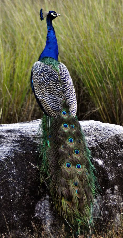 Amazing wildlife - Blue Indian Peacock photo #peafowl Birds Peacock, Indian Peacock, Peacock Images, Peacock Photos, Peacock Pictures, Peacock Painting, Blue Peacock, Peacock Art, Bird Wallpaper