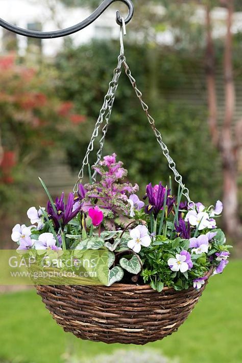 A winter hanging basket planted with Viola cornuta 'Sorbet Pink Wing', Iris reticulata 'J.S. Dijt', autumn cyclamen and ornamental cabbage. Autumn Winter Hanging Baskets Uk, Winter Flower Baskets, Winter Hanging Basket Ideas, Autumn Hanging Baskets Uk, Winter Hanging Baskets, Iris Reticulata, Winter Container Gardening, Planting Combinations, Ornamental Cabbage