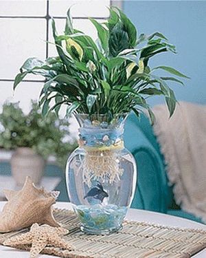 Live Aquarium Plants for Your Betta Fish - Fish Care Beta Fish Centerpiece, Beach Wedding Reception Centerpieces, Fish Centerpiece, Tanaman Air, Indoor Aquaponics, Aquaponics Fish, Fish Vase, Aquatic Garden, Beach Wedding Reception