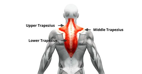 Trapezius pain can be very painful and frustrating. Upper trapezius pain can come out of nowhere when sleeping. Once trigged it can radiate down to the mid and lower back and cause intense neck pain. In this post, I'll show you how to get relief from trapezius pain with neck stretches, and neck self-massage techniques so you can feel better soon. Trapezius Muscle Pain, Trap Exercises, Occipital Bone, Shoulder Muscle Pain, Trapezius Stretch, Trapezius Muscle, Neck Pain Exercises, Mid Back Pain, Neck And Shoulder Exercises