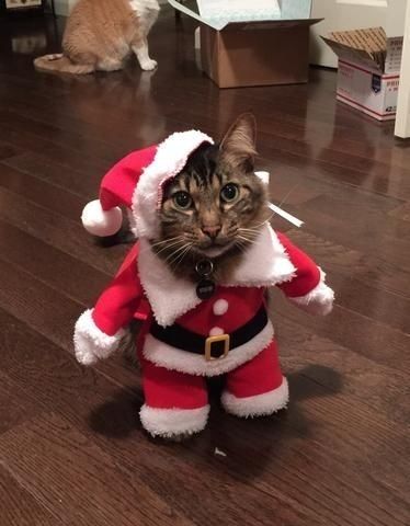 Christmas Cat Memes, Grumpy Cat Christmas, Christmas Pfp, Diy Dog Bed, Christmas Memes, Image Film, Cat Holidays, Santa Paws, Cat Fashion