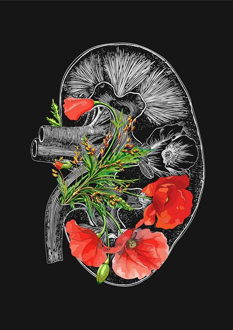 Floral Kidney Art, Kidney Wallpaper, Anatomy Heart Drawing, Kidney Tattoo Design, Kidney Drawing, Kidney Cake, Codex Anatomicus, Kidney Transplantation, Floral Anatomy