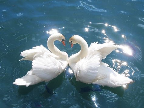 Arte Inspo, Swans, Nature Aesthetic, Blue Aesthetic, 귀여운 동물, Aesthetic Photo, 그림 그리기, Picture Wall, Pretty Pictures