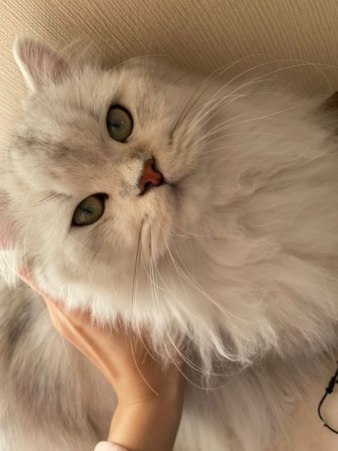 British Long Haired Cat, White Long Haired Cat, British Long Hair, Long Haired Cat, Long Hair Cat, American Curl, Long Haired Cats, Yellow Cat, Yellow Eyes