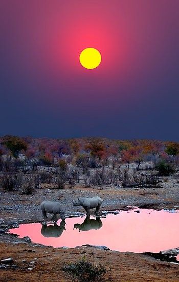 Etosha National Park, Rhinos, Alam Yang Indah, Sunset Photos, Africa Travel, Beautiful Sunset, Amazing Nature, Tanzania, Animal Kingdom