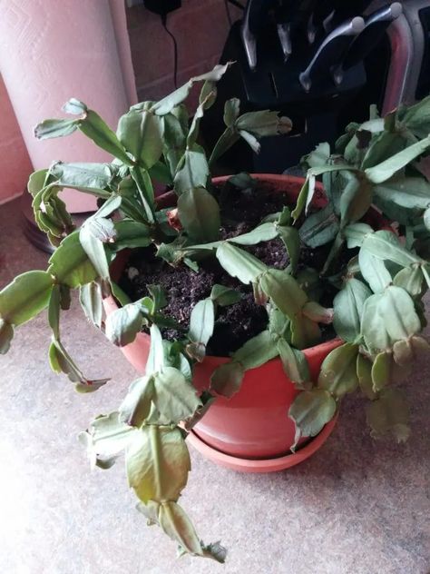 Why Is My Christmas Cactus Wilting? (4 Possible Causes) Repotting Christmas Cactus, Christmas Cactus Leaves Turning Red, Caring For Christmas Cactus, Christmas Cactus Care Tips, Why Is My Christmas Cactus Wilting, Xmas Cactus, Christmas Cactus Problems, Christmas Cactus Flower, Cactus Leaves