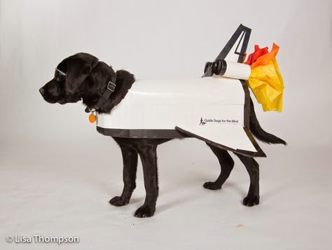 Black lab puppy rocket dressed as a white rocket with black sunglasses and colorful paper flames at the end. Rocket Costume, Dog Halloween Outfits, Watch Your Mouth, Dog Space, No Bones About It, Kitten Mittens, Space Costumes, Puppy Costume, Dog Spaces