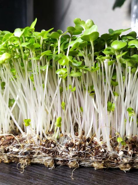 There are many good reasons for the radish microgreen popularity. For foodies and chefs, radish microgreens add fresh flavor, crunchy texture, and spiciness to food. Radish microgreens are also packed with vitamins and vital nutrients. Radish Microgreens, Growing Sprouts, Growing Microgreens, Mung Bean, Green Vegetables, Eating Raw, Sunflower Seeds, Sprouts, Soil