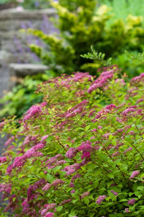 Prune Your Spirea Like a Pro—Here's When and How to Start Snipping New Years Traditions, Gardening Trends, Decorating Advice, Short Hairstyles For Thick Hair, Small Space Diy, Garden Pests, Decorating Small Spaces, Edible Garden, Trees And Shrubs