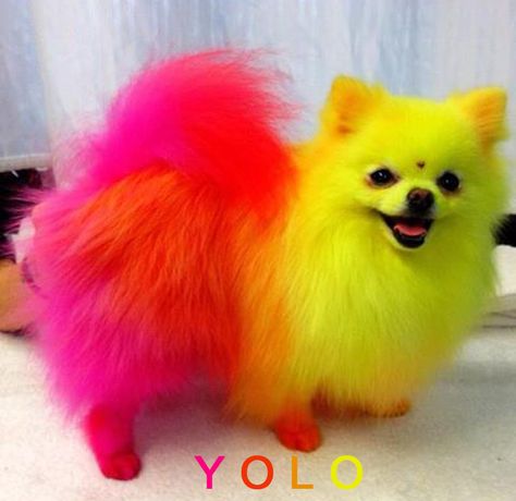 Dyed dogs!!! Color hair!! They are totally amazing!! This little Pomeranian is Jeffree Star's puppy <3 Baby Pomeranian, Spitz Pomeranian, Hair Of The Dog, Creative Grooming, Blue Merle, 웃긴 사진, Colorful Animals, Bright Colored, Mellow Yellow