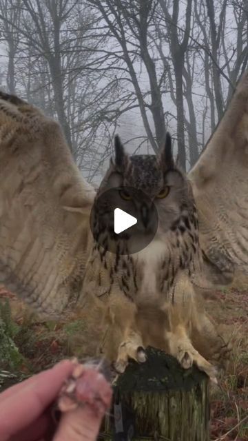 Crazy Owl Lovers 🦉 on Instagram: "Out of the fog Wednesday the Eurasian Eagle Owl (Bubo Bubo) comes! A walk with her, but a local red tailed hawk came to check us all out. She kept her cool and she figured it out even with the hawk above her in the tree. She Recalled back! #owlsofinstagram #owl #eagleowl #birdsofinstagram #foggyforest #foggyweather" Crazy Owl, Eurasian Eagle Owl, Foggy Weather, Eagle Owl, Red Tailed Hawk, Foggy Forest, Owl Lovers, The Fog, Figure It Out