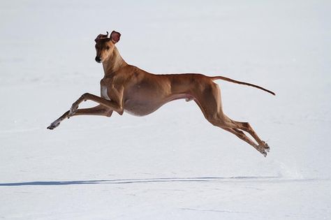 fruitsgarden:  hounddogsrunning:  Yosal!  boing boing Dogs Running, Hound Dogs, Dog Anatomy, Greyhound Art, Grey Hound Dog, Dog Runs, Italian Greyhound, Hound Dog, Whippet