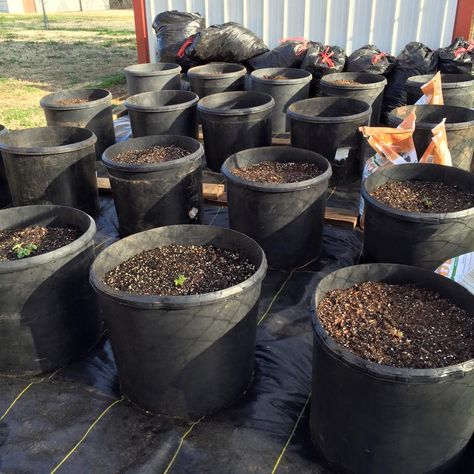 Earlier this spring, I had the bright idea to grow a garden in cattle tubs.  I call it my CTC (Cattle Tub Container) garden.  If you are unf... Plastic Tubs For Gardening, Raised Garden Beds Diy Vegetables, Gemüseanbau In Kübeln, Vegtable Garden, Patio Gardening, Grow A Garden, Vegetables Garden, Planting Potatoes, Bucket Gardening