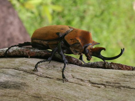 Elephant Beetle, Stingless Bees, Insect Photos, Stick Bug, Leafhopper, Wolf Spider, Big Bee, Carpenter Ant, Stick Insect