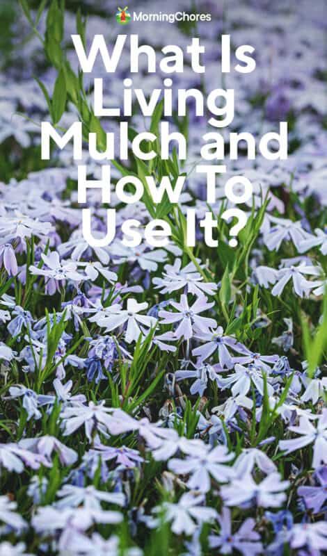 A Guide To Living Mulch and How To Use It Best Mulch For Landscaping, Alternatives To Mulch, Mulch Landscaping Ideas, Best Mulch For Flower Beds, Living Mulch, How To Keep Mulch In Place, Mulch Landscaping, Vegetable Benefits, Plants Uk