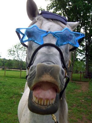 Funny Horse Pics, Silly Horse, Funny Horse Pictures, Beautiful Horses Photography, Cute Horse Pictures, Barrel Racing Horses, Horse Costumes, Funny Horses, Horse Wallpaper