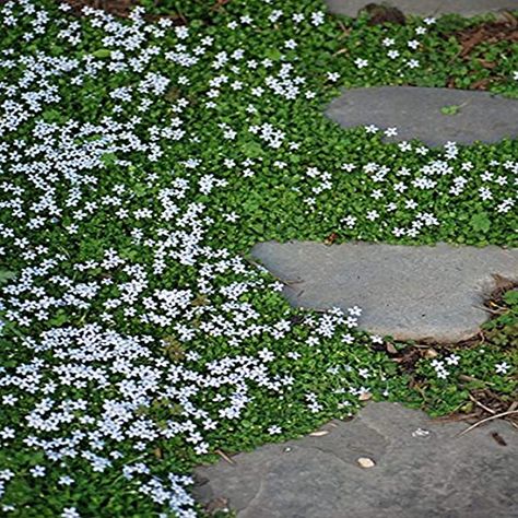 Blue Star Creeper, Perennial Ground Cover, Permaculture Gardening, Ground Cover Plants, Spring Bulbs, Types Of Soil, Ground Cover, Lawn And Garden, Types Of Plants