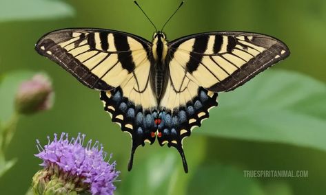 Swallowtail Butterfly Symbolism and Meaning - Your Spirit Animal Butterfly Symbolism, Swallowtail Butterflies, Swallowtail Butterfly, Your Spirit Animal, Beautiful Butterflies, Spirit Animal, Insects, Butterflies, Most Beautiful