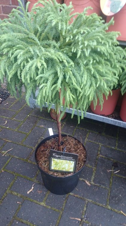 Cryptomeria Japonica 'Globosa Nana' 7.5 Litre Globosa Nana, Cryptomeria Japonica, Back Garden, Outdoor Decor, Plants