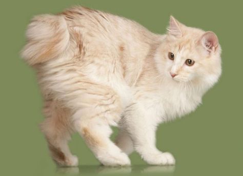 Sulking Cat, Strong Cat, Outgoing Personality, Excellent Health, Cat References, Bobtail Cat, Japanese Bobtail, Cat Anatomy, Rare Cats