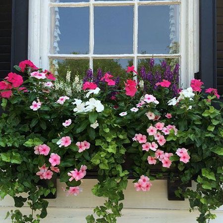 Shade Loving Plants, Window Box Plants, Window Box Garden, Yellow Brick Home, Porch Flowers, Window Plants, Window Box Flowers, Balcony Flowers, Window Planters