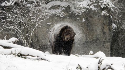 Cute little grizzly! Bear In Snow, Snowy Animals, Animals In Snow, Woodland Park Zoo, Snow Animals, Snow Bear, Grizzly Bears, Snow Falling, Woodland Park