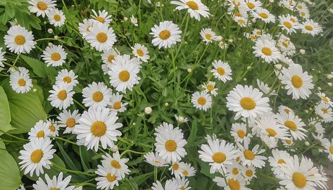 If you enjoy ending your day with a soothing cup of chamomile tea to help you relax, you’ll love the convenience of homegrown chamomile. Easy to grow, harvest, and use, chamomile looks lovely planted among veggies in the garden, tucked into raised beds filled with herbs, or added to a pretty container on your patio or balcony. Chamomile Essential Oil Benefits, Plant Chamomile, Grow Chamomile, Bonnie Plants, Chamomile Growing, Chamomile Plant, Growing Pineapple, Growing Corn, Growing Rosemary