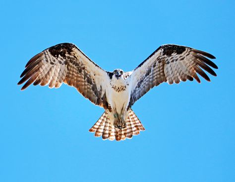 Hawk Flying, Fish Eating, Night Hawk, Yellowstone River, Chest Piece Tattoos, Bald Eagles, Bird Of Prey, Chest Piece, Bird Photo