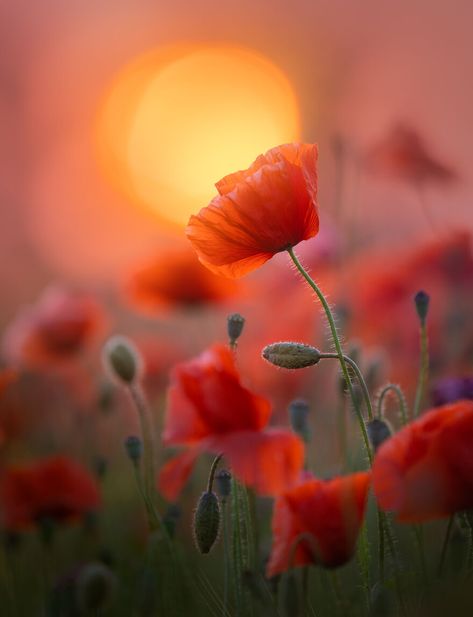 Poppy The Netherlands, Netherlands, Sun, Orange, Flowers, Red, Pink