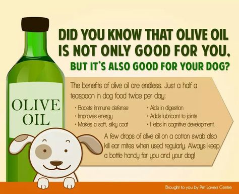 Olive Oil For Dogs Puppy Hygiene, Olive Oil For Dogs, Nature Cafe, Pup Treats, Dog Dry Skin, Flea Remedies, Essential Oils Dogs, Puppy Checklist, Easy Dog Treat Recipes