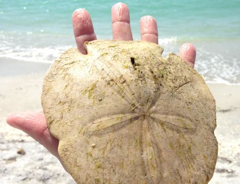 Best Time To Find Seashells in Florida Florida Seashell Identification, Sand Dollar Crafts, Best Shelling Beaches, Honeymoon Island Florida, Shell Hunting, Seashell Identification, Florida Seashells, Sand Dollar Craft, Florida Vacation Spots