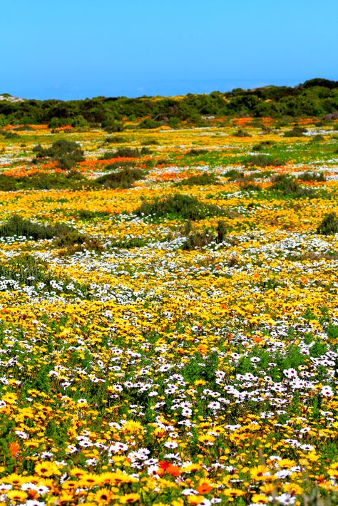 Open Field, Nature Aesthetic, Flowers Nature, Flower Field, 그림 그리기, Amazing Nature, Nature Pictures, Nature Beauty, Beautiful World