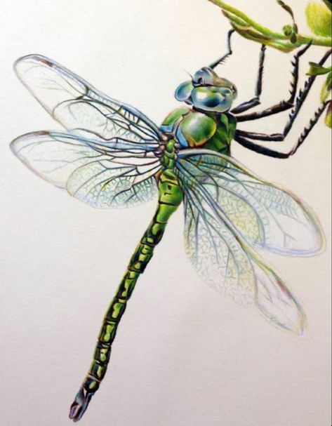 Emperor Dragonfly, Dragonfly Artwork, Dragonfly Images, Dragonfly Drawing, Dragon Flys, Dragonfly Painting, Watercolor Dragonfly, Dragonfly Tattoo Design, Dragonfly Wall Art