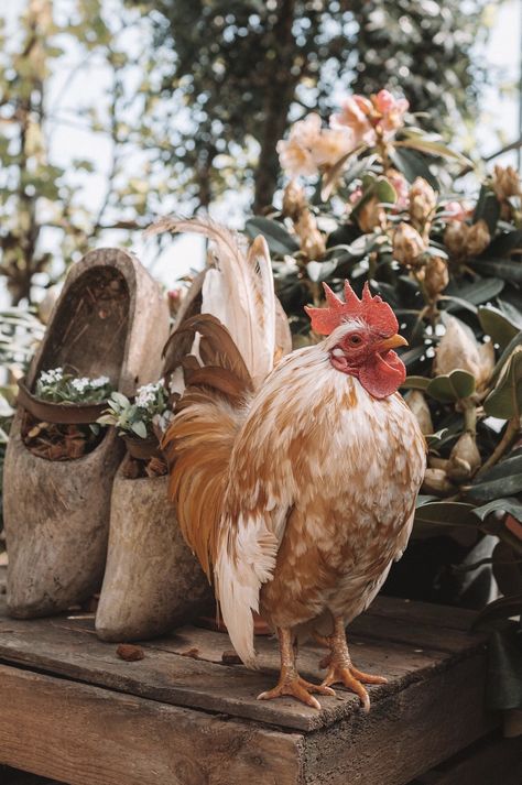 Suffolk Sheep, Urban Chickens, Chicken Life, Farm Lifestyle, Living Off The Land, Farms Living, Hobby Farms, Environment Concept Art, Perfect World