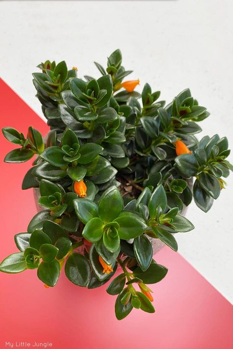 Nematanthus Gregarius Care - Goldfish Plant - My Little Jungle Black Goldfish Plant, Nematanthus Goldfish, Black Goldfish, Goldfish Plant, Gum Trees, Plant Care Houseplant, Indoor Plant Care, Plant Ideas, Hanging Pots