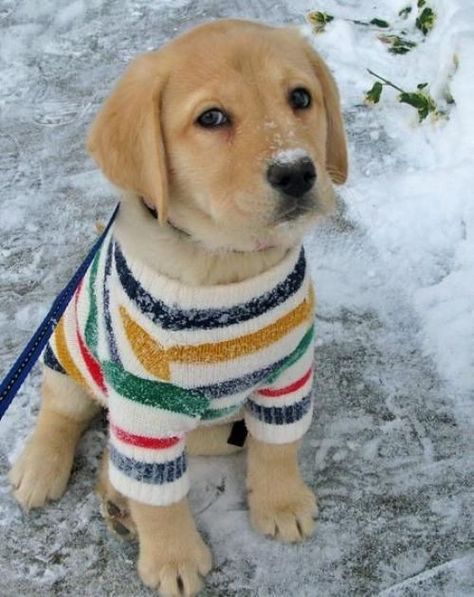 Puppy + sweater = Adorable! Winter Puppy, Golden Retriever Puppy, Retriever Puppy, Blue Heeler, Cute Creatures, 귀여운 동물, Animals Friends, Border Collie, I Love Dogs