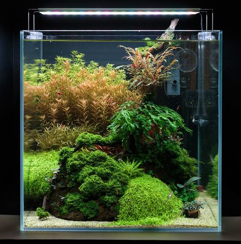 Cube Tank Aquascape, Nano Tank Aquascape Ideas, Cube Aquascape, Sidehustle Ideas, Aqua Scape, Aquascape Ideas, Aquarium Garden, Aqua Tank, Aquascape Design