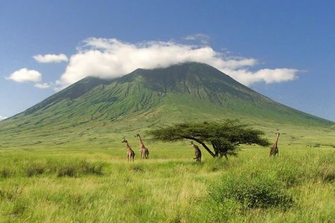 photo combiné tanzanie/zanzibar - brousse & plage Types Of Perspective, Volunteer Activities, Arusha, Across The Universe, Mombasa, Out Of Africa, African Safari, Africa Travel, Giraffes