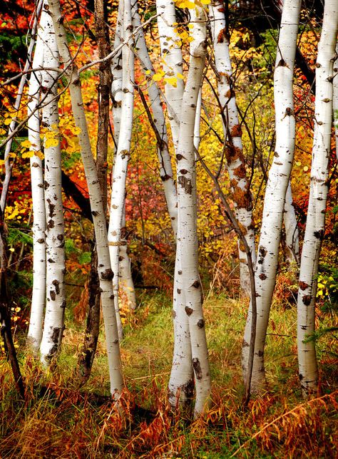 Fall Birch Trees. White fall birch trees with autumn leaves in background , #ad, #White, #fall, #Trees, #Fall, #Birch #ad Fall Birch Trees, Birch Tree Mural, 자작나무 그림, White Birch Trees, Birch Tree Art, White Trees, Tree Wall Murals, Tree Mural, Autumn Foliage