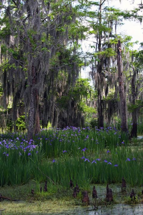 Wild Purple Iris in the Louisiana marshlands. Marsh Flowers, Louisiana Iris, Jean Lafitte, Louisiana Swamp, Louisiana Bayou, Louisiana Cajun, Louisiana Homes, Louisiana Art, South Louisiana