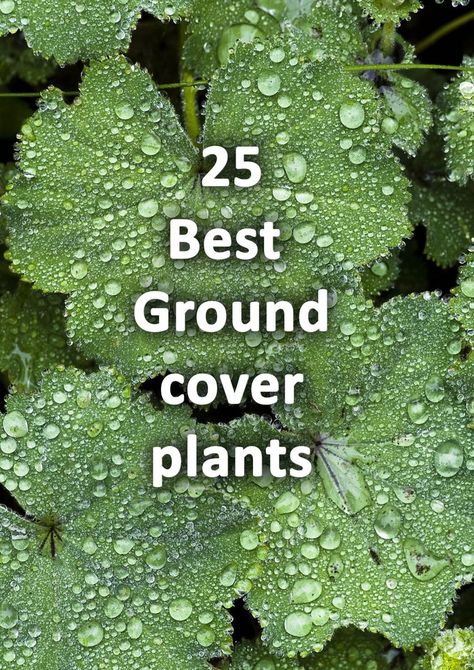 Ground cover plant Ladies Mantle Plant Identification Chart, Ground Covers For Sun, Bergamot Plant, Evergreen Ground Cover Plants, Best Ground Cover Plants, Groundcover Plants, Sloping Garden, Garden Preparation, Evergreen Groundcover