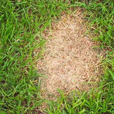 How to Deal With Common Lawn Problems - This Old House Shade Tolerant Grass, Lawn Problems, Pergola Pictures, Making Plant Pots, Aerate Lawn, Lawn Sprinklers, Modern Garden Design, Home Vegetable Garden, Brown Spots