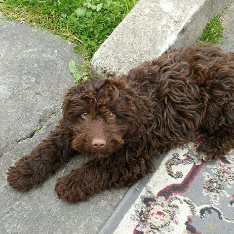 Dark Brown Cockapoo, Chocolate Mini Labradoodle, Brown Cockapoo Puppies, Cockapoo Chocolate, Brown Goldendoodle, Chocolate Cockapoo, Brown Doodle, Chocolate Goldendoodle, Brown Cockapoo