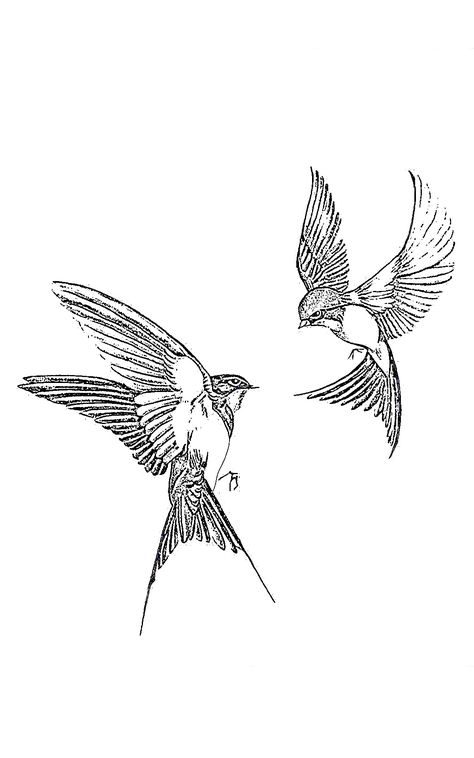 Types Of Birds Drawing, Bird Flight Tattoo, Robin Flying Drawing, Bird With Open Wings Tattoo, Chickadee Tattoo Meaning, Italian Sparrow Tattoo, Soaring Bird Tattoo, Two Birds Flying Tattoo, Robin Flying Tattoo