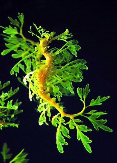 Deep Sea Dragon Fish, Leafy Sea Dragon Art, Leafy Sea Dragon Illustration, Leafy Seahorse, Cool Sea Creatures, Leafy Sea Dragon, Weedy Sea Dragon, Seahorse Art, Underwater Sea